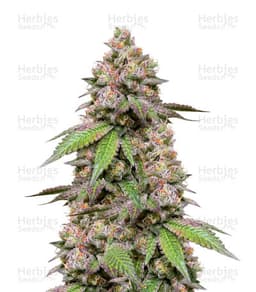 DDoS #33 cannabis strain