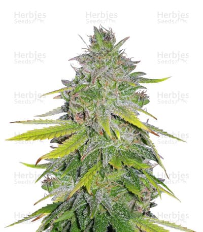Gelato 41 seeds at Herbies Head Shop