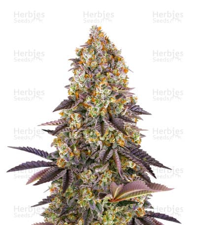 Gelato 45 seeds at Herbies Head Shop
