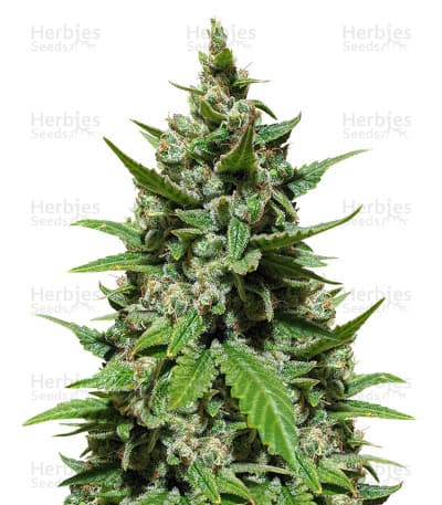 Gelato seeds at Herbies Head Shop
