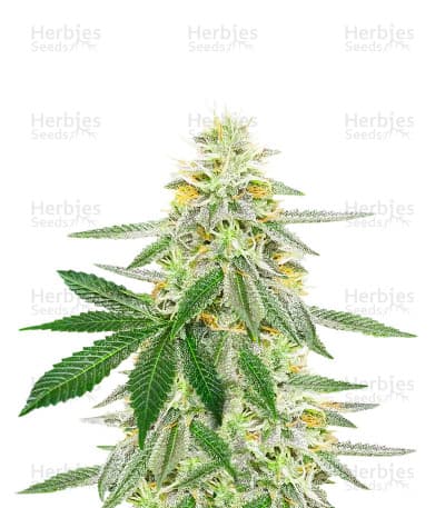 GG4 seeds at Herbies Head Shop
