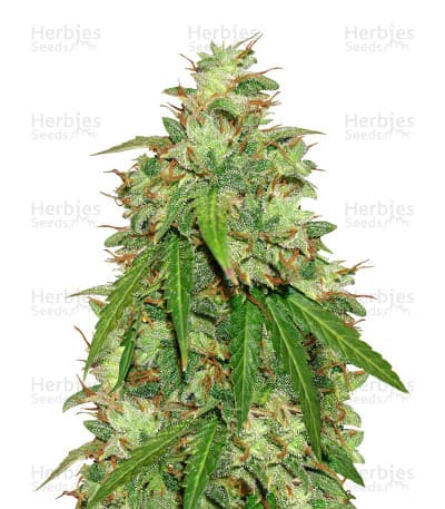 Girl Scout Cookies seeds at Herbies Head Shop