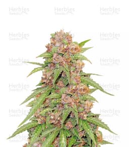 Godzilla Cookies cannabis strain