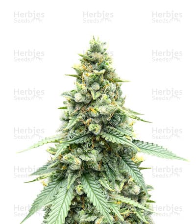 Gorilla Cookies seeds at Herbies Head Shop