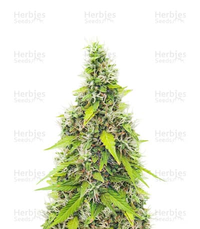 Gorilla Glue seeds at Herbies Head Shop