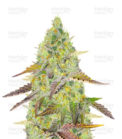 Granddaddy Purple seeds at Herbies Head Shop