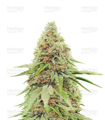 Ice Cream Cake seeds at Herbies Head Shop