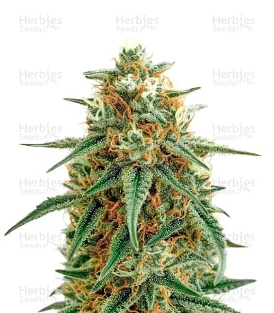 Mango seeds at Herbies Head Shop