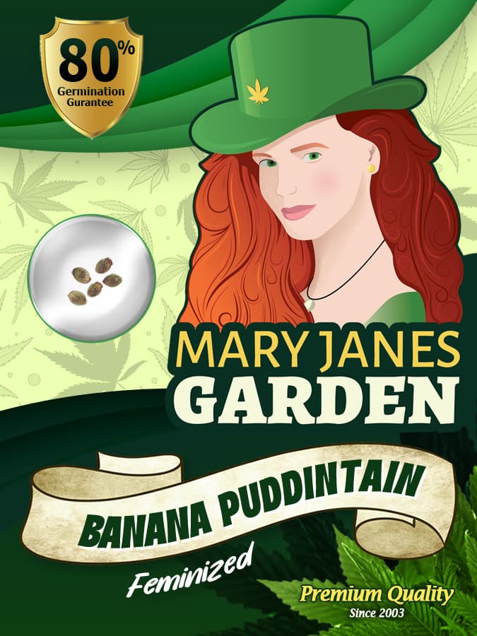 Banana Puddintain seeds at Mary Jane's Garden