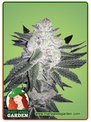 Black Gorilla seeds at Mary Jane's Garden