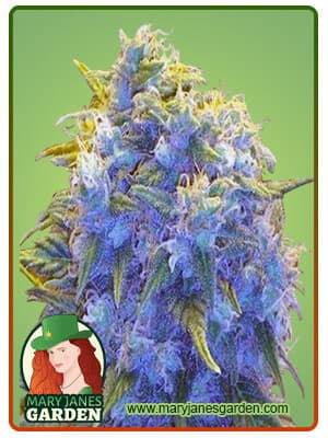 Blue Haze seeds at Mary Jane's Garden