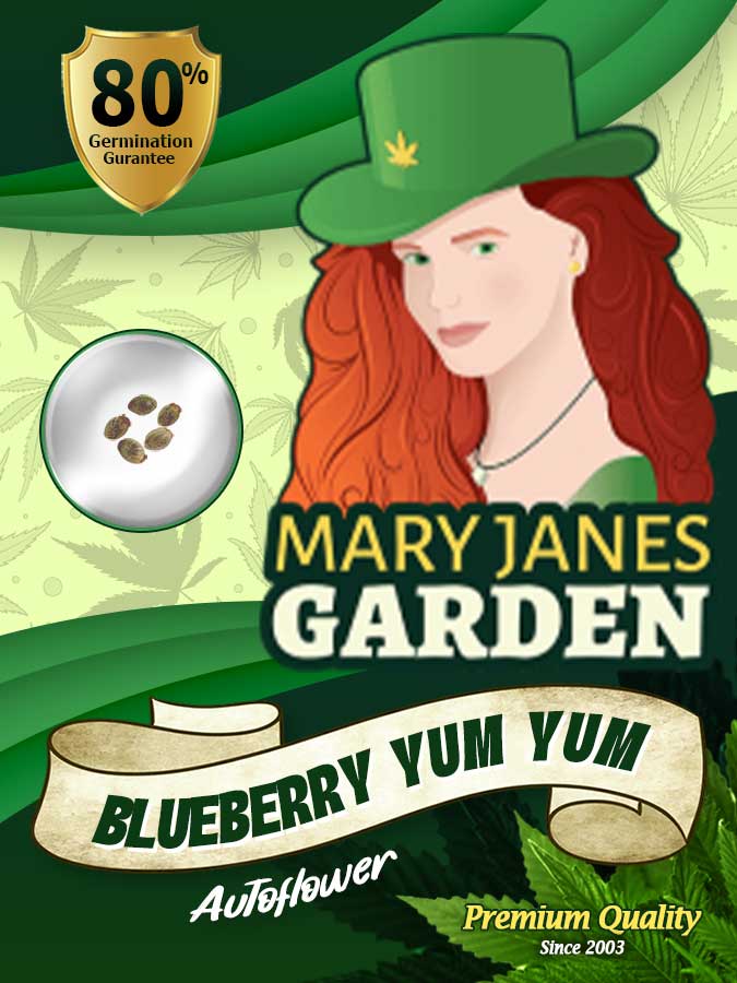 Blueberry Yum Yum seeds at Mary Jane's Garden