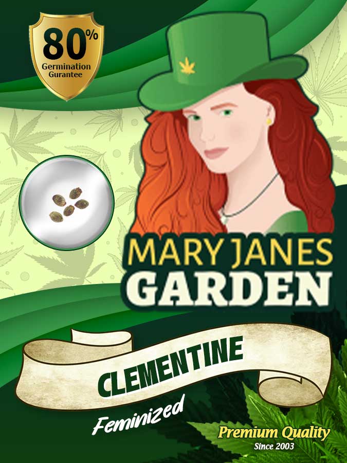 Clementine seeds at Mary Jane's Garden