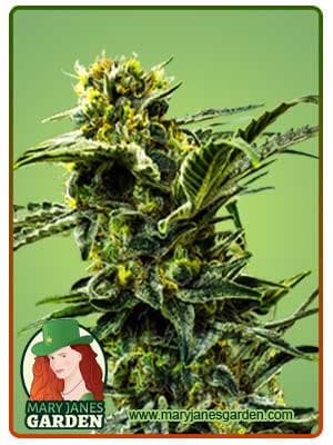 Early Girl seeds at Mary Jane's Garden