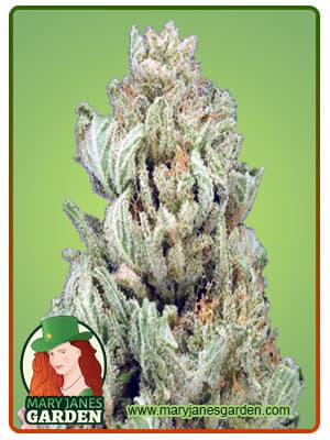 God Bud Regular