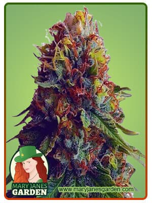 Green Goblin seeds at Mary Jane's Garden