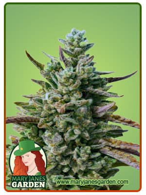Guava Kush seeds at Mary Jane's Garden