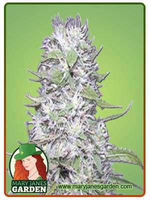Hawaiian Skunk seeds at Mary Jane's Garden