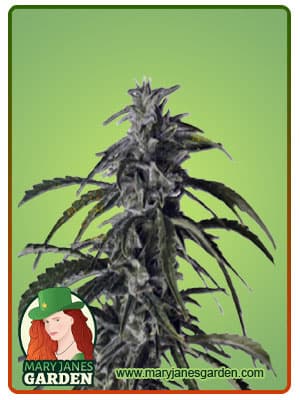 Hippie Crippler seeds at Mary Jane's Garden