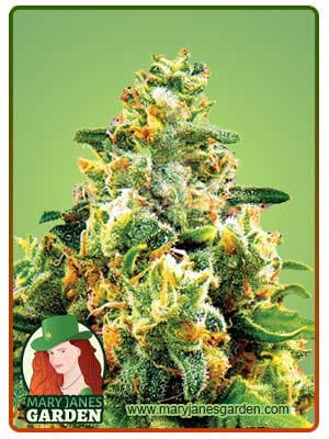 LA Confidential seeds at Mary Jane's Garden