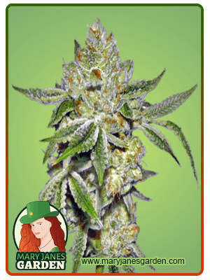 Lemon Diesel seeds at Mary Jane's Garden