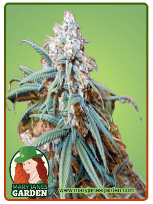 Lemon Kush seeds at Mary Jane's Garden