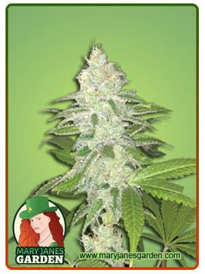 Lemon Sherbet seeds at Mary Jane's Garden