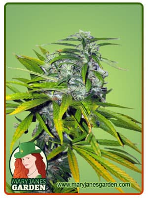 Mango Haze seeds at Mary Jane's Garden