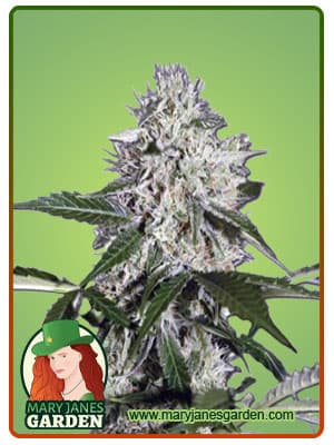 Northern Wreck seeds at Mary Jane's Garden