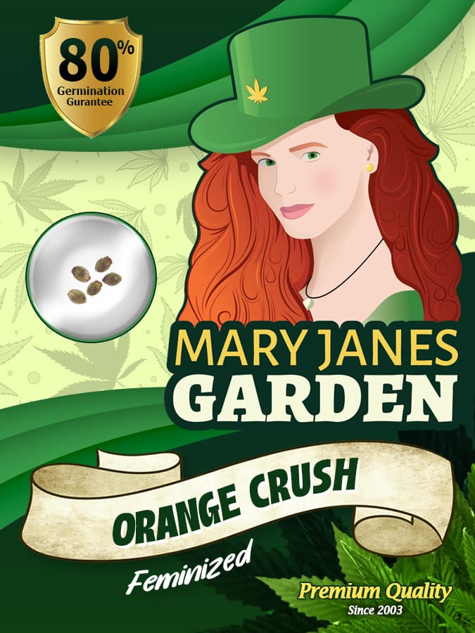 Orange Crush seeds at Mary Jane's Garden