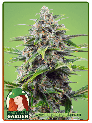 Power Plant seeds at Mary Jane's Garden