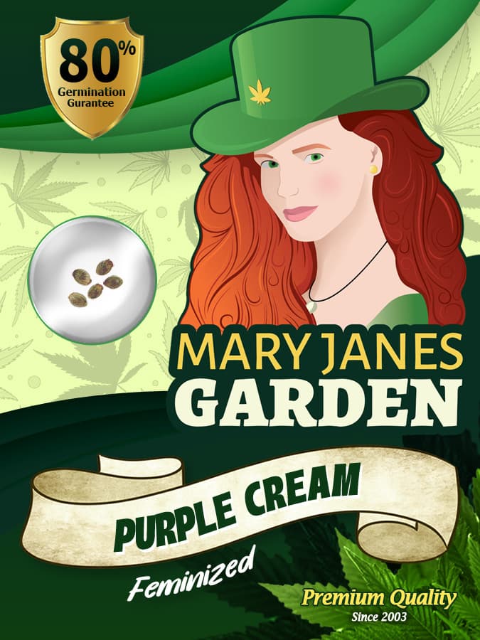 Purple Cream seeds at Mary Jane's Garden