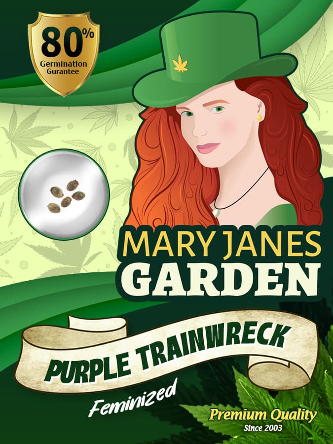 Purple Trainwreck seeds at Mary Jane's Garden