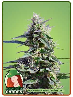 Purple Wreck seeds at Mary Jane's Garden
