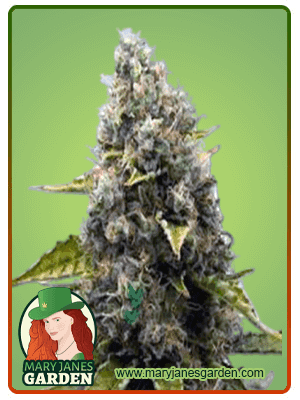 Strawberry Kush seeds at Mary Jane's Garden