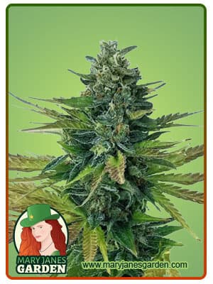 Triple Diesel seeds at Mary Jane's Garden
