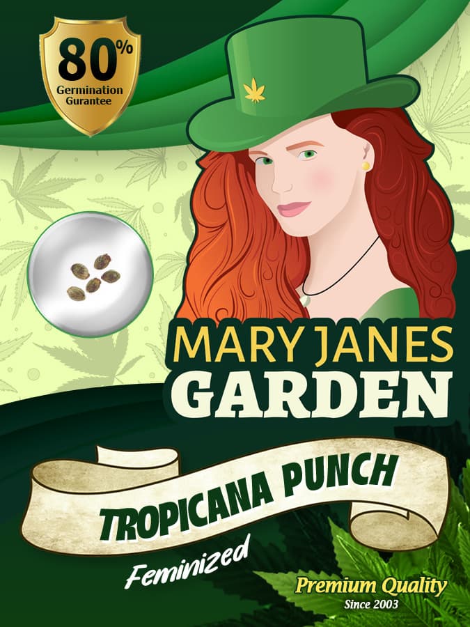 Tropicana Punch seeds at Mary Jane's Garden