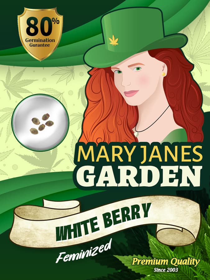 White Berry Feminized