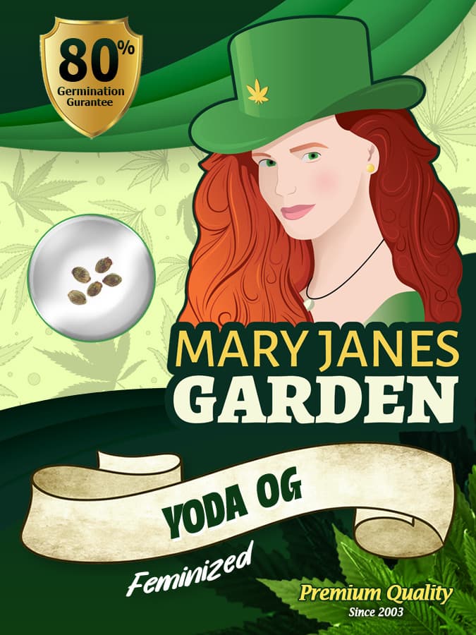 Yoda OG seeds at Mary Jane's Garden