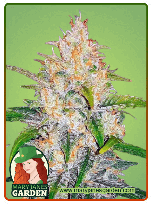 Zkittlez seeds at Mary Jane's Garden