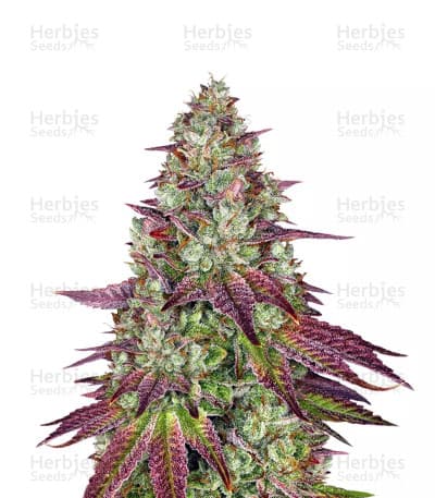 Mimosa seeds at Herbies Head Shop