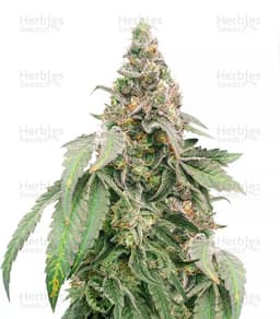 Mimosa Shot cannabis strain