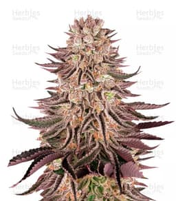 Mimosa x Orange Punch cannabis strain