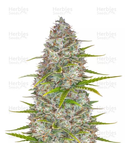Orange Sherbet seeds at Herbies Head Shop