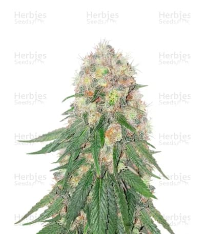 Pure Kush seeds at Herbies Head Shop