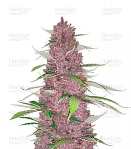 Purple Juice cannabis strain