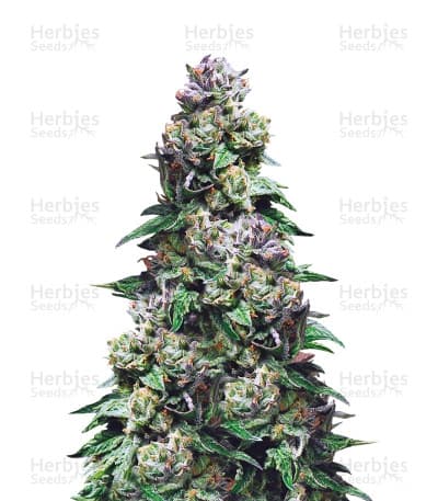 Purple Urkle seeds at Herbies Head Shop