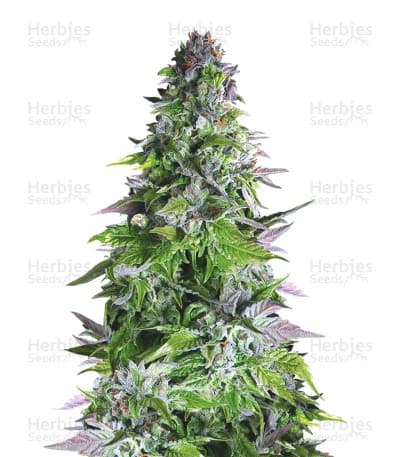 Romulan seeds at Herbies Head Shop