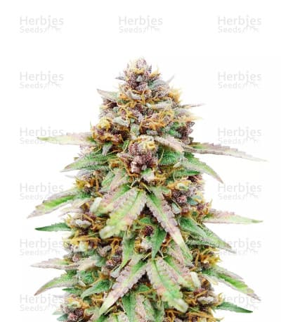 Runtz seeds at Herbies Head Shop