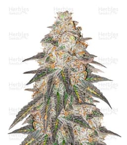 Runtz Punch cannabis strain